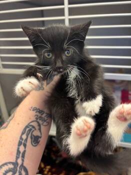 Magneto -  Domestic Short Hair Cat for Adoption in Liverpool, New York - Magneto | PetCurious