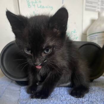 Rescue Domestic Short Hair Cats for Adoption in Taos, New Mexico - Sweet | PetCurious