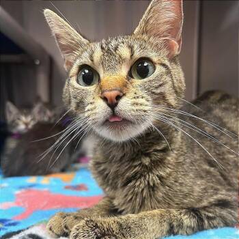 Sun -  Domestic Short Hair Cat for Adoption in Hannibal, Missouri - Sun | PetCurious