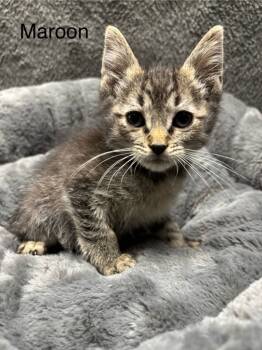Rescue Domestic Short Hair Cats for Adoption in Wabash, Indiana - Maroon | PetCurious