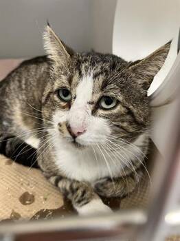 Domestic Short Hair Cats Available for Adoption - A135009 | PetCurious