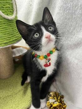 Rescue Tuxedo Cats for Adoption in Tavares, Florida - Rusty | PetCurious
