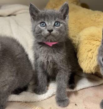 Amanita -  Domestic Short Hair Cat for Adoption in Cambria, California - Amanita | PetCurious