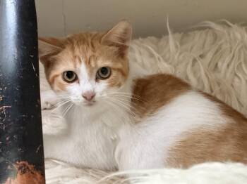 Parka -  American Shorthair Cat for Adoption in Atglen, Pennsylvania - Parka | PetCurious