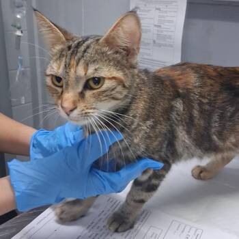 Tibby -  Domestic Short Hair Cat for Adoption in Summerville, South Carolina - Tibby | PetCurious