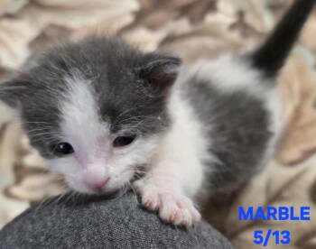 Marble -  Domestic Short Hair Cat for Adoption in Buhl, Idaho - Marble | PetCurious