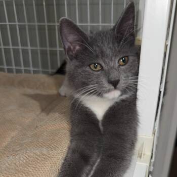 Rescue Domestic Short Hair Cats for Adoption in Suffolk, Virginia - Jaden | PetCurious