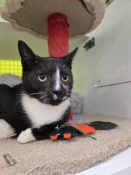 Rescue Domestic Short Hair Cats for Adoption in Fort Myers, Florida - Max | PetCurious