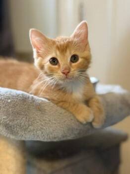 Carrot -  Domestic Short Hair Cat for Adoption in Pittsboro, North Carolina - Carrot | PetCurious