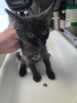 Aphrodite -  Domestic Short Hair Cat for Adoption in Salt Lake City, Utah - Aphrodite | PetCurious