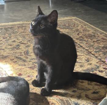 Tabitha Little -  American Shorthair Cat for Adoption in New Blaine, Arkansas - Tabitha Little | PetCurious