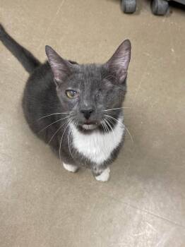 Rudy and Eddie -  Domestic Medium Hair Cat for Adoption in Davenport, Iowa - Rudy And Eddie | PetCurious