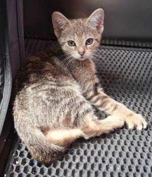 Rescue Domestic Short Hair Cats for Adoption in Carnegie, Pennsylvania - Venus | PetCurious