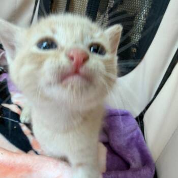Skittles -  Domestic Short Hair Cat Available for Adoption in Tustin, California - Skittles | PetCurious