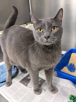 Smokey -  Domestic Short Hair Cat for Adoption in Daytona Beach, Florida - Smokey | PetCurious