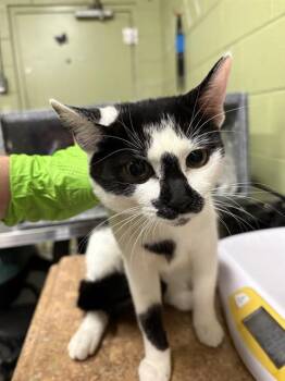 Domestic Short Hair Cats Available for Adoption - ANNE | PetCurious