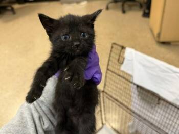 Domestic Short Hair Cats Available for Adoption in Doral, Florida - LUIGI | PetCurious