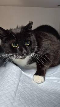 Domestic Medium Hair Cats Available for Adoption in Chattanooga, Tennessee - Jenni-fur Grey | PetCurious