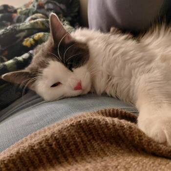 Domestic Long Hair Cats Available for Adoption - Burt Gummer | PetCurious