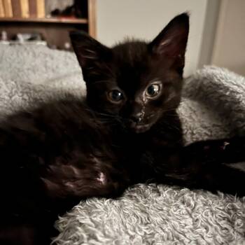 Baby Black -  Domestic Short Hair Cat for Adoption in Wheeling, Illinois - Baby Black | PetCurious