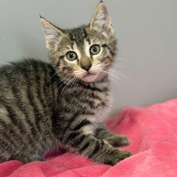 Roma -  Domestic Short Hair Cat for Adoption in Brownsboro, Alabama - Roma | PetCurious