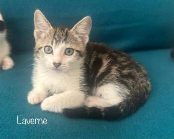 LAVERNE -  Domestic Short Hair Cat for Adoption in Tustin, California - LAVERNE | PetCurious