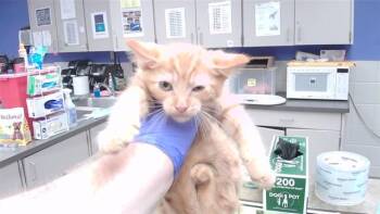 TONI -  Domestic Short Hair Cat for Adoption in Omaha, Nebraska - TONI | PetCurious