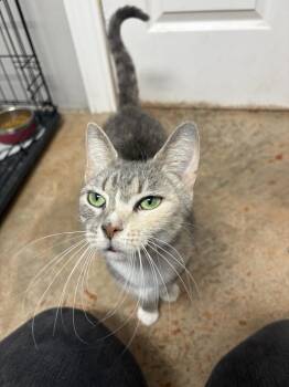 Domestic Short Hair Cats Available for Adoption - Spice | PetCurious