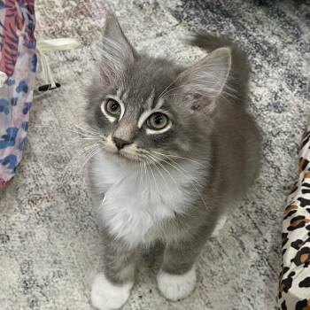 Domestic Medium Hair Cats Available for Adoption in Fairmont, West Virginia - Scrat | PetCurious