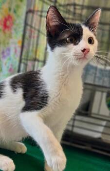 Lionel Messi -  American Shorthair Cat for Adoption in Homestead, Florida - Lionel Messi | PetCurious