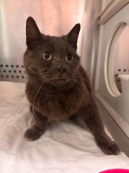 Matilda -  Domestic Short Hair Cat for Adoption in Morgantown, Kentucky - Matilda | PetCurious