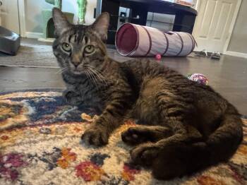 Rescue Tabby Cats for Adoption in Howey-in-the-hills, Florida - Maya | PetCurious