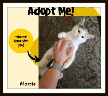 Rescue Domestic Short Hair Cats for Adoption in Winston-salem, North Carolina - Marcie: One Gaze, One Head Bump, And You’re Hers. | PetCurious