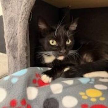 Domestic Short Hair Cats Available for Adoption - Martini | PetCurious
