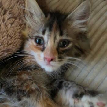 MARBLES -  Domestic Long Hair Cat for Adoption in Graham, Washington - MARBLES | PetCurious