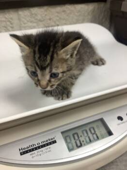 Rescue Domestic Short Hair Cats for Adoption in Fort Worth, Texas - 59601618 | PetCurious