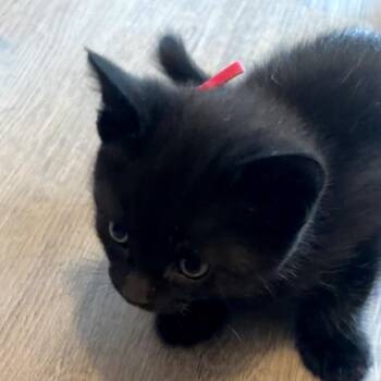 Artemis -  Domestic Short Hair Cat Available for Adoption in Monroe, Michigan - Artemis | PetCurious