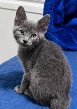 Teddie -  Russian Blue and Domestic Short Hair Cat Available for Adoption - Teddie | PetCurious