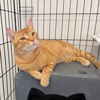 Clarence -  Domestic Short Hair Cat Available for Adoption in Houston, Texas - Clarence | PetCurious