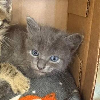 Bone Shaker -  Domestic Short Hair Cat for Adoption in Westminster, California - Bone Shaker | PetCurious