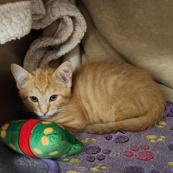 Sweet Potato Bisque -  Domestic Short Hair Cat for Adoption in Walker, Michigan - Sweet Potato Bisque | PetCurious