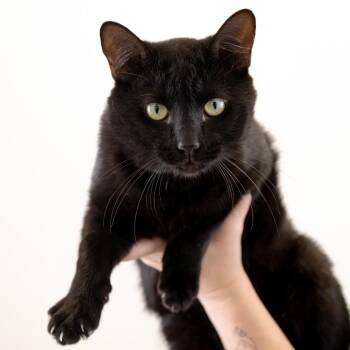 Houdini -  Domestic Short Hair Cat for Adoption in Buffalo, Minnesota - Houdini | PetCurious