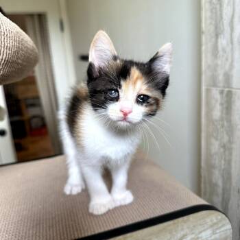 Rescue Extra Toes Cat Hemingway Polydactyl Cats for Adoption in Long Beach, California - Adidas | PetCurious