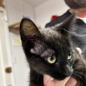 Domestic Short Hair Cats Available for Adoption in Leander, Texas - Ace | PetCurious