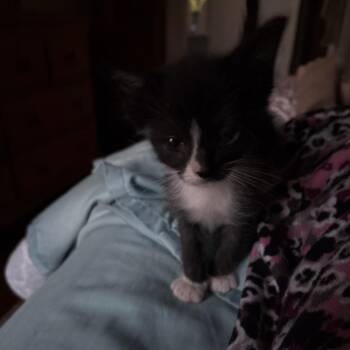 Figaro -  Domestic Short Hair Cat for Adoption in Gainesville, Florida - Figaro | PetCurious