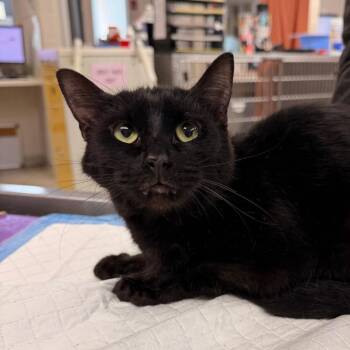 Domestic Short Hair Cats Available for Adoption - Raisinette | PetCurious