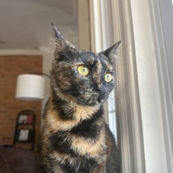 Domestic Short Hair Cats Available for Adoption - Maxie  | PetCurious