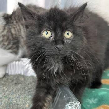 Chloe -  Domestic Long Hair Cat for Adoption in Matteson, Illinois - Chloe | PetCurious