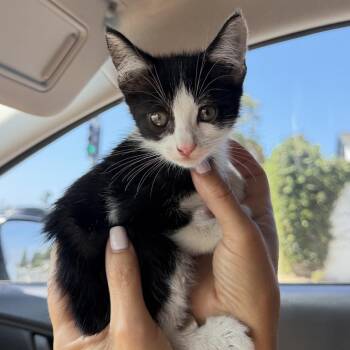 Mikey ( Moe ) -  Domestic Short Hair Cat for Adoption in Long Beach, California - Mikey ( Moe ) | PetCurious