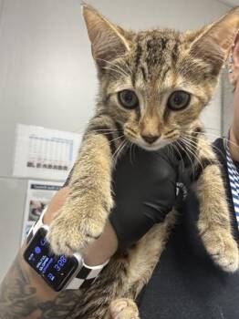 Ivy -  Domestic Short Hair Cat for Adoption in Sevierville, Tennessee - Ivy | PetCurious
